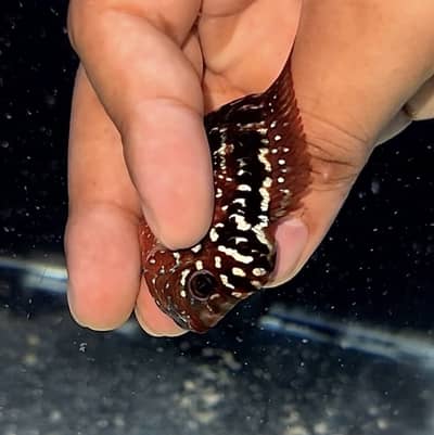 Flowerhorn (King Kamfa)