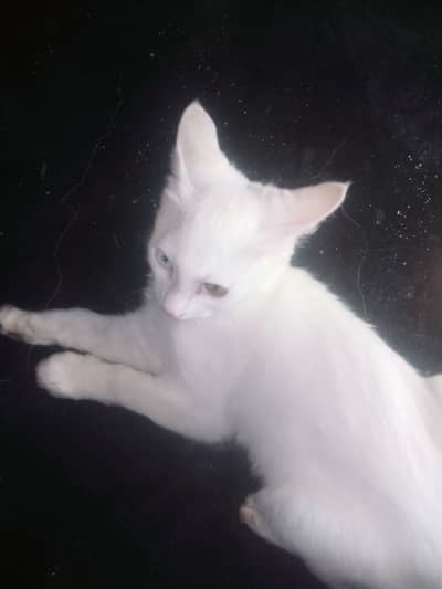 Turkish Angora Odd Eyed. White cat and trained on everything