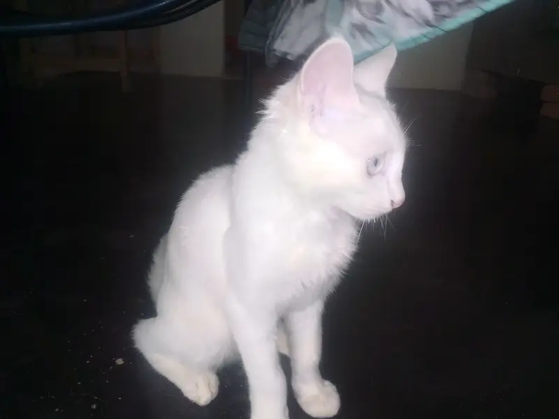 Turkish Angora Odd Eyed. White cat and trained on everything — photo 2