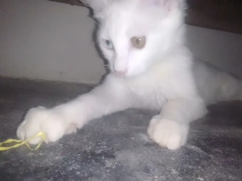 Turkish Angora Odd Eyed. White cat and trained on everything — photo 3