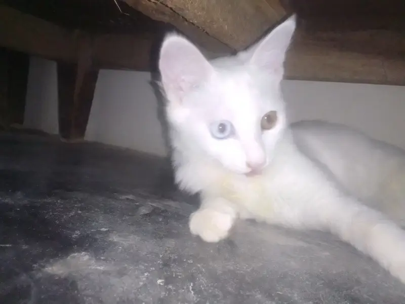 Turkish Angora Odd Eyed. White cat and trained on everything — photo 4