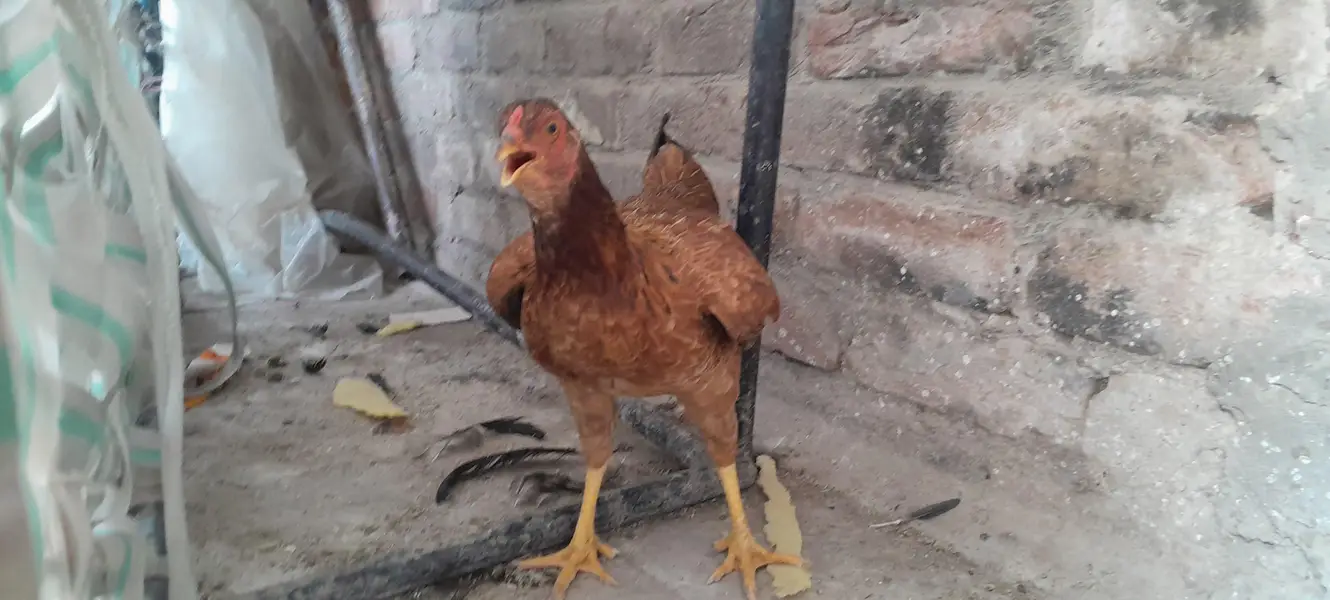 Aik murghi aik chota bacha ha oska — photo 7