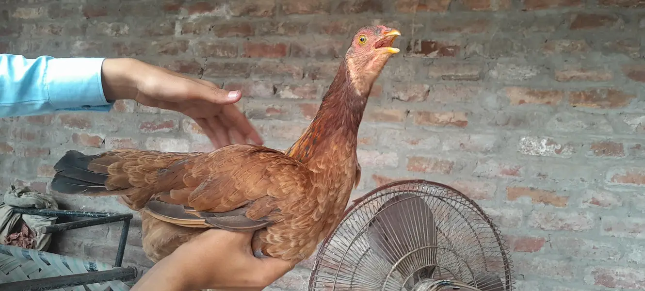 Aik murghi aik chota bacha ha oska — photo 9