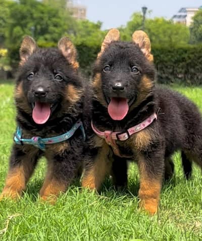 German Shepherd Pupps | Long Coat German Shepherd Puppy | GSD