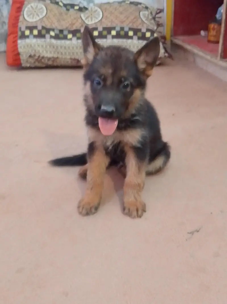 High Quality German shepherd For Sale Available — photo 2
