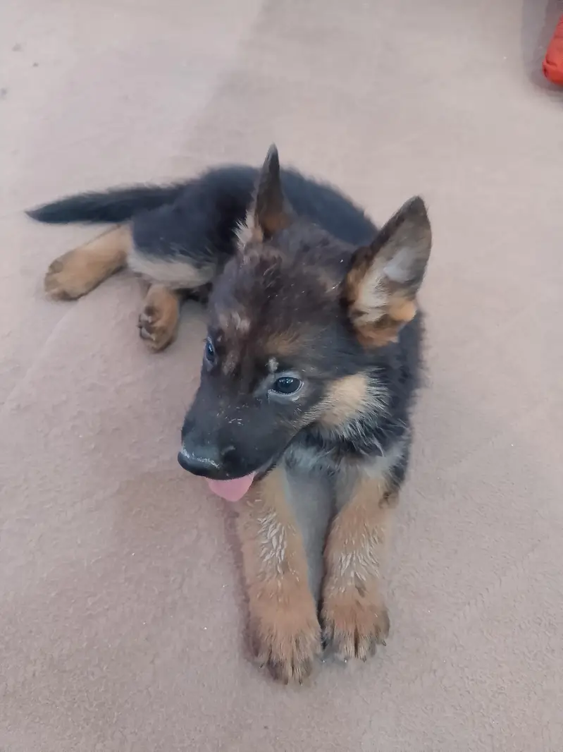 High Quality German shepherd For Sale Available — photo 3