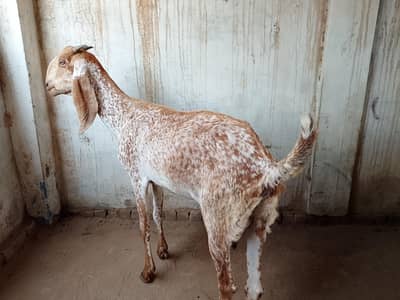 Makhi cheeni bakri