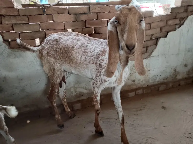 Makhi cheeni bakri — photo 2