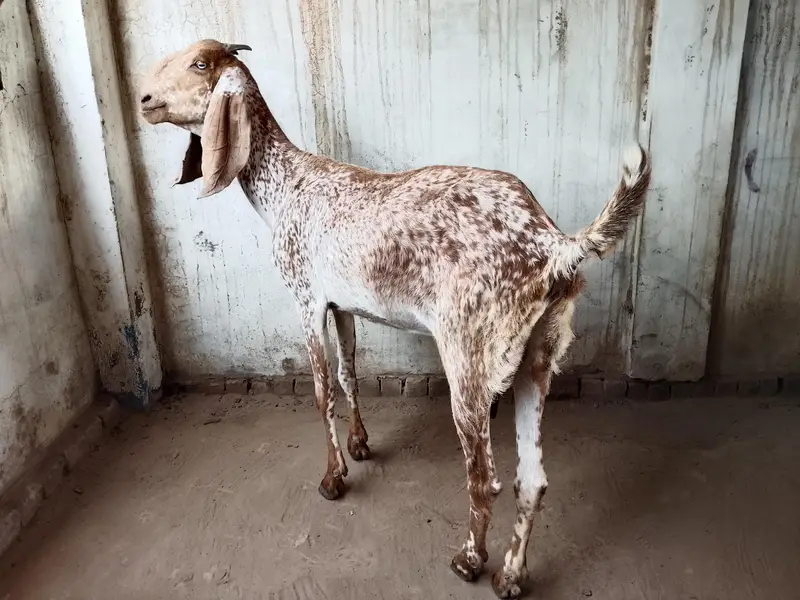 Makhi cheeni bakri — photo 3
