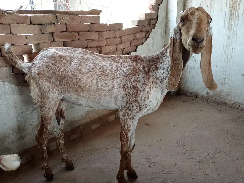 Makhi cheeni bakri — photo 4