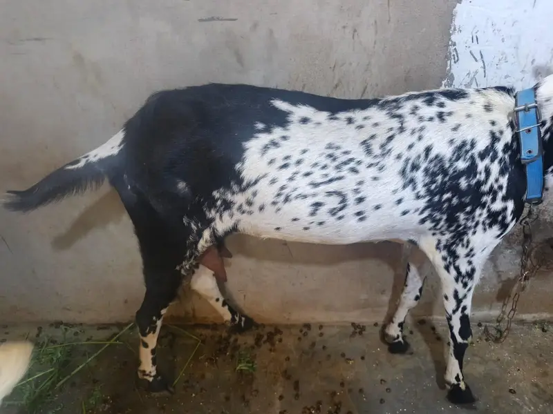 makka cheeni bakri 8 dant — photo 2