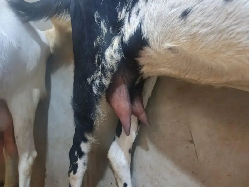 makka cheeni bakri 8 dant — photo 3
