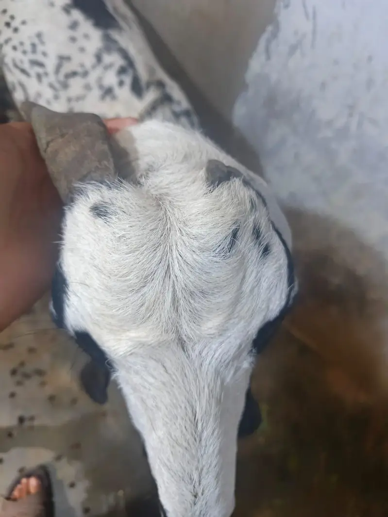 makka cheeni bakri 8 dant — photo 4
