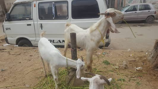 teddy dogli bakra 2 dant bakri 2 gaban bakriyan hen or 1 bakri - 7 mon