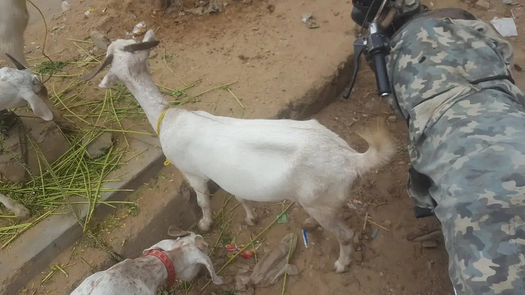 4 butyfull goat for sale 4 bakriyon ka grop — photo 2