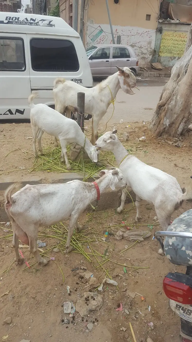 4 butyfull goat for sale 4 bakriyon ka grop — photo 3