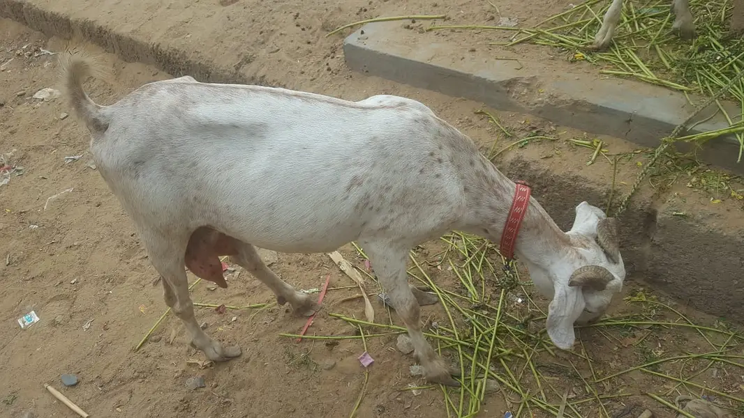 4 butyfull goat for sale 4 bakriyon ka grop — photo 4