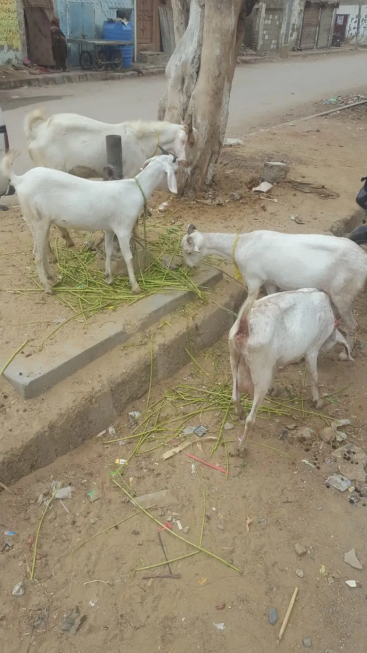 4 butyfull goat for sale 4 bakriyon ka grop — photo 5