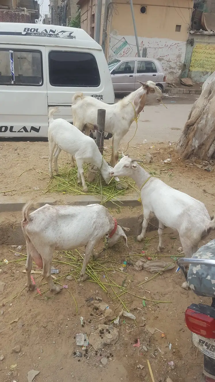 4 butyfull goat for sale 4 bakriyon ka grop — photo 6