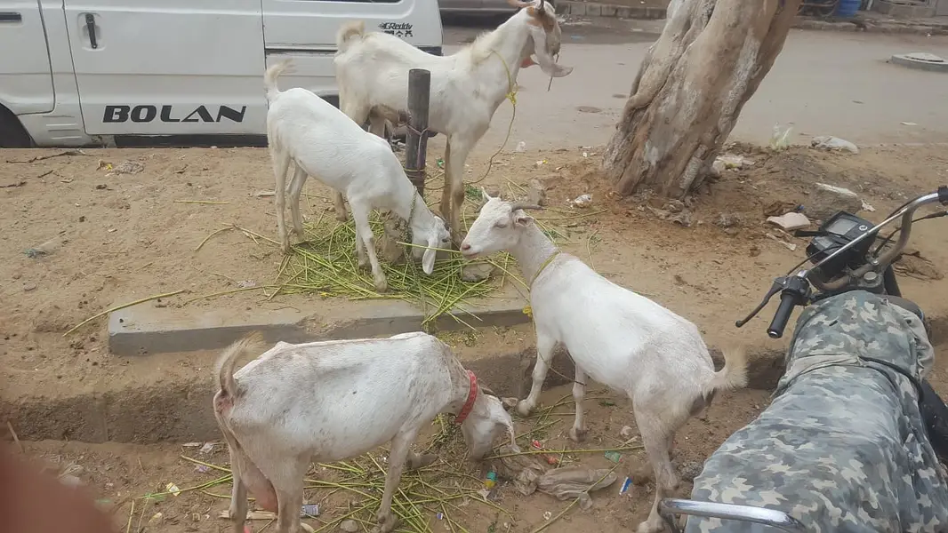 4 butyfull goat for sale 4 bakriyon ka grop — photo 7