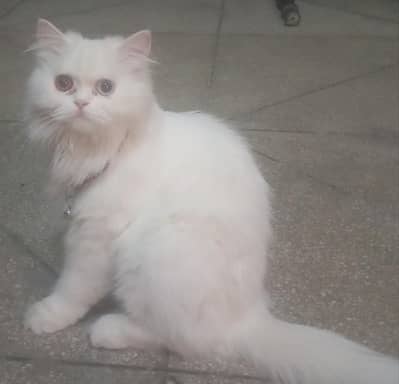 Albino eyes Persian cat pair