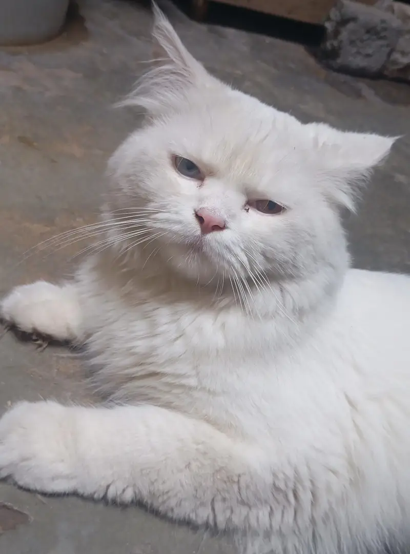 Albino eyes Persian cat pair — photo 2