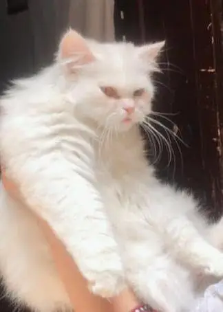 Albino eyes Persian cat pair — photo 3