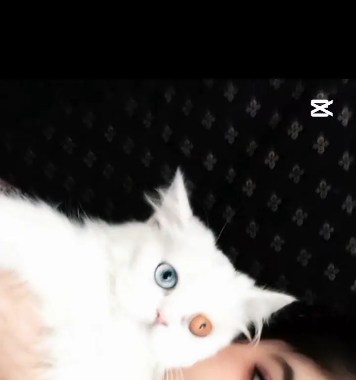 Albino eyes Persian cat pair — photo 4