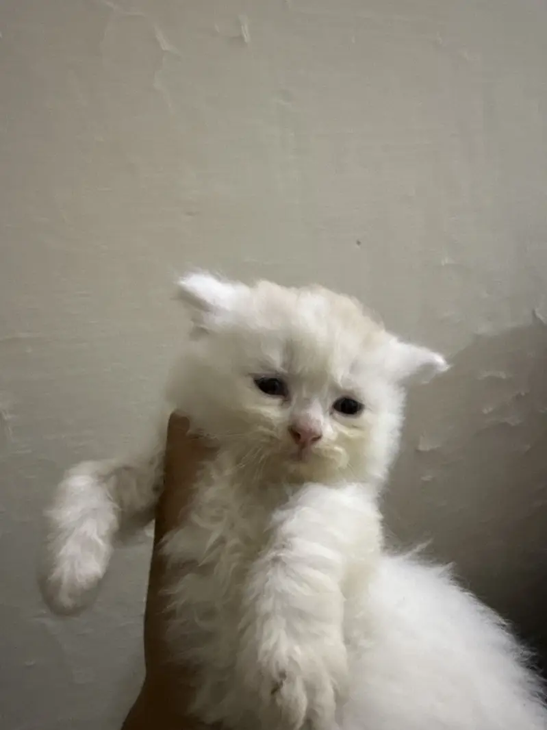 7 kittens  with mother Persian — photo 5