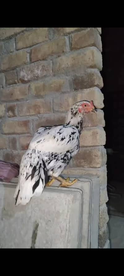 High Quality Breeder madi for sale