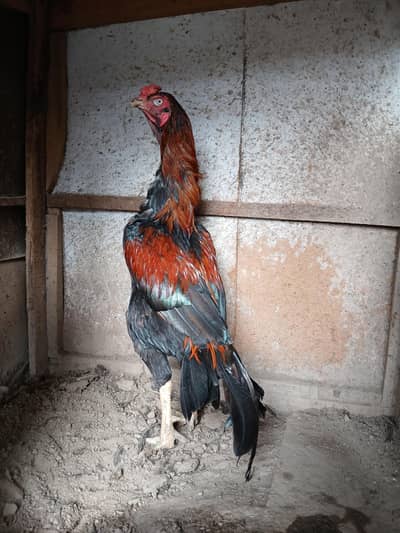 Lakha murga long high age 1.5 months