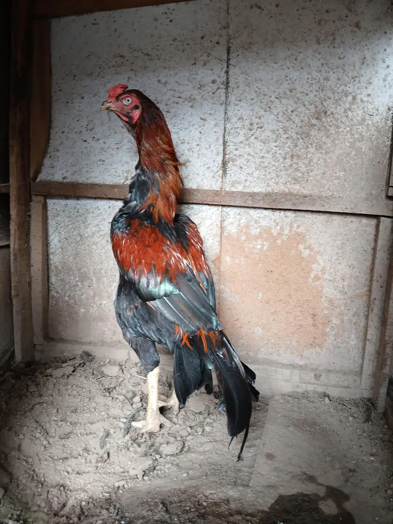 Lakha murga long high age 1.5 months — photo 2