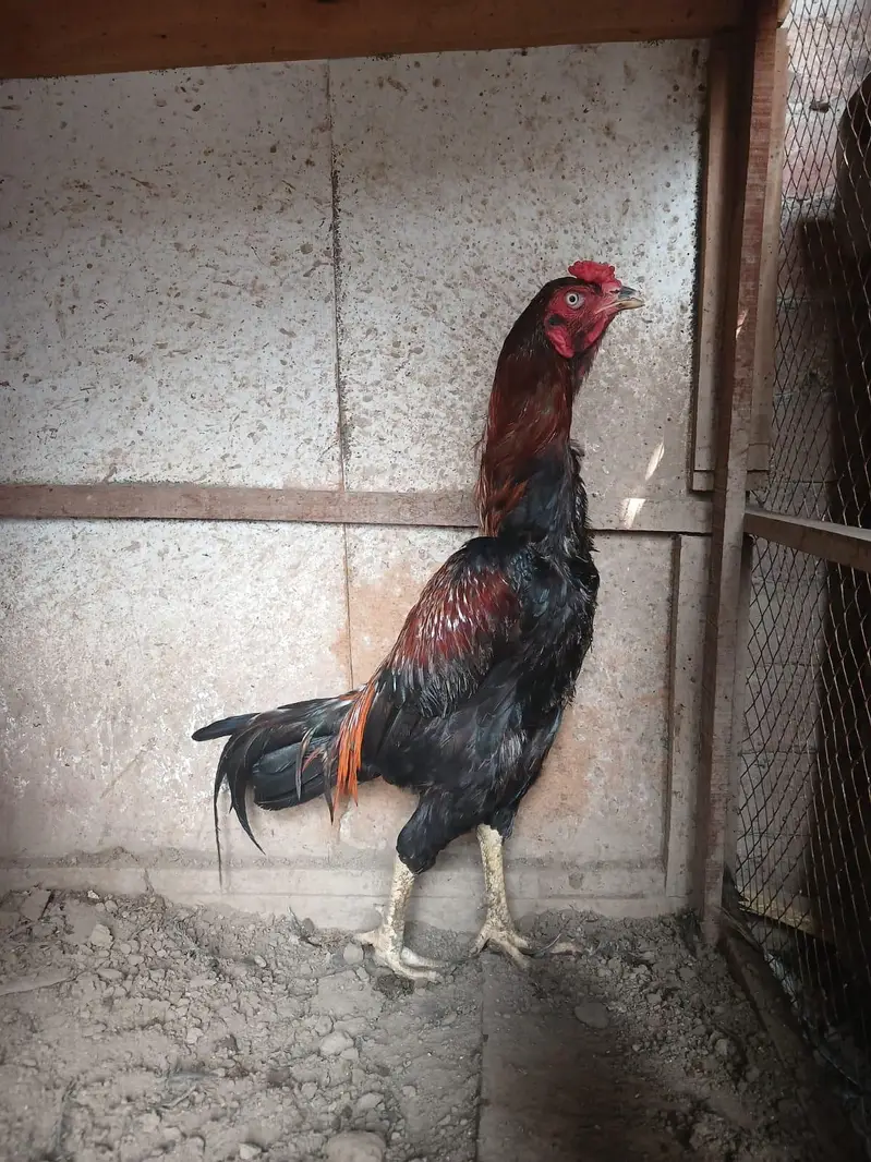 Lakha murga long high age 1.5 months — photo 3