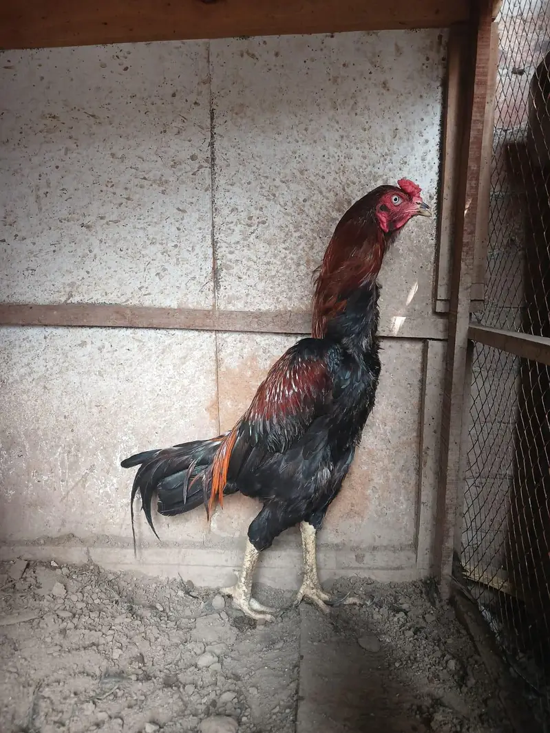 Lakha murga long high age 1.5 months — photo 4