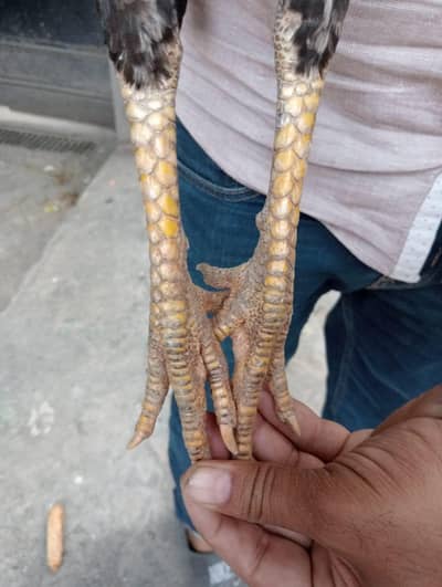thai vaitnam
