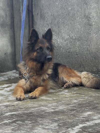 Long Coat German shephard female Dog for sale