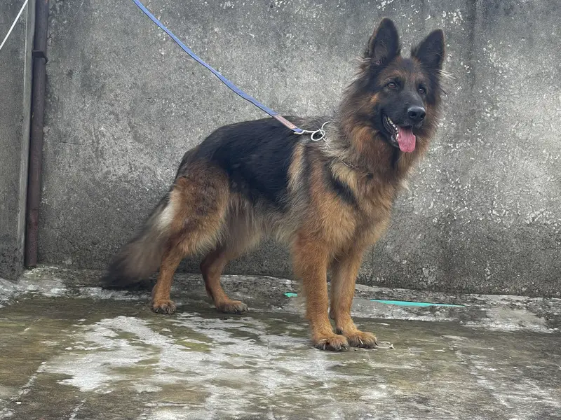 Long Coat German shephard female Dog for sale — photo 2