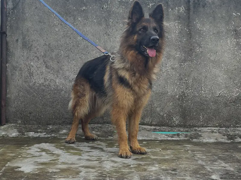 Long Coat German shephard female Dog for sale — photo 3