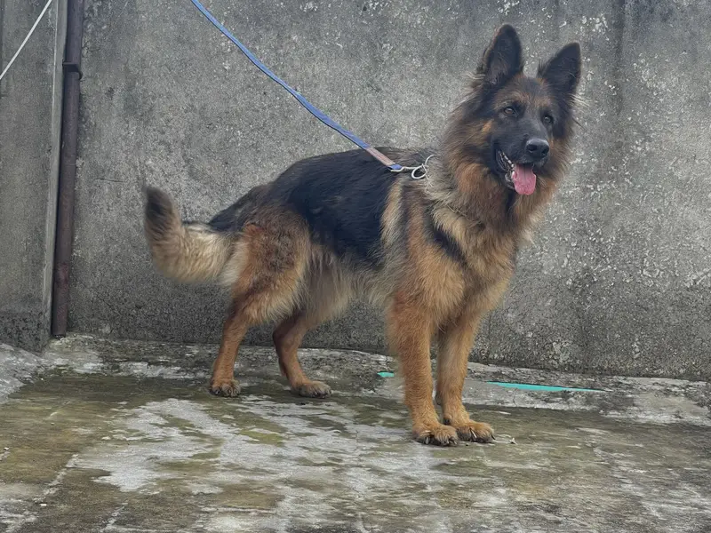 Long Coat German shephard female Dog for sale — photo 4