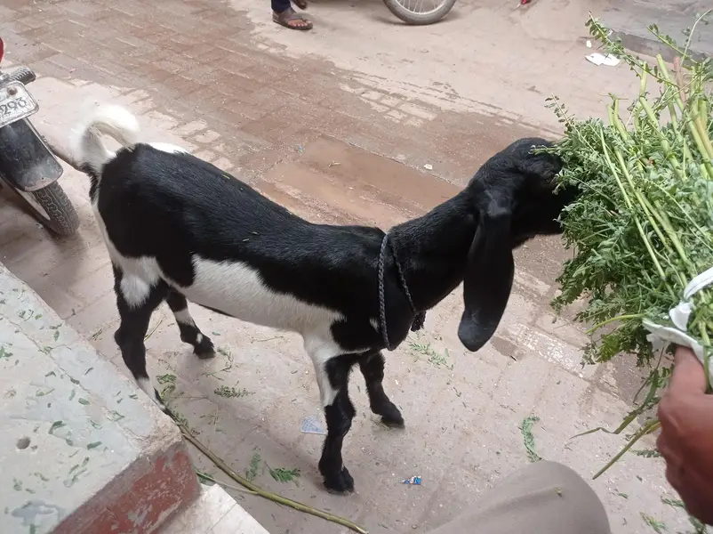 Munda clour full. — photo 2
