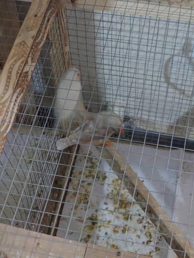 2 pair finches