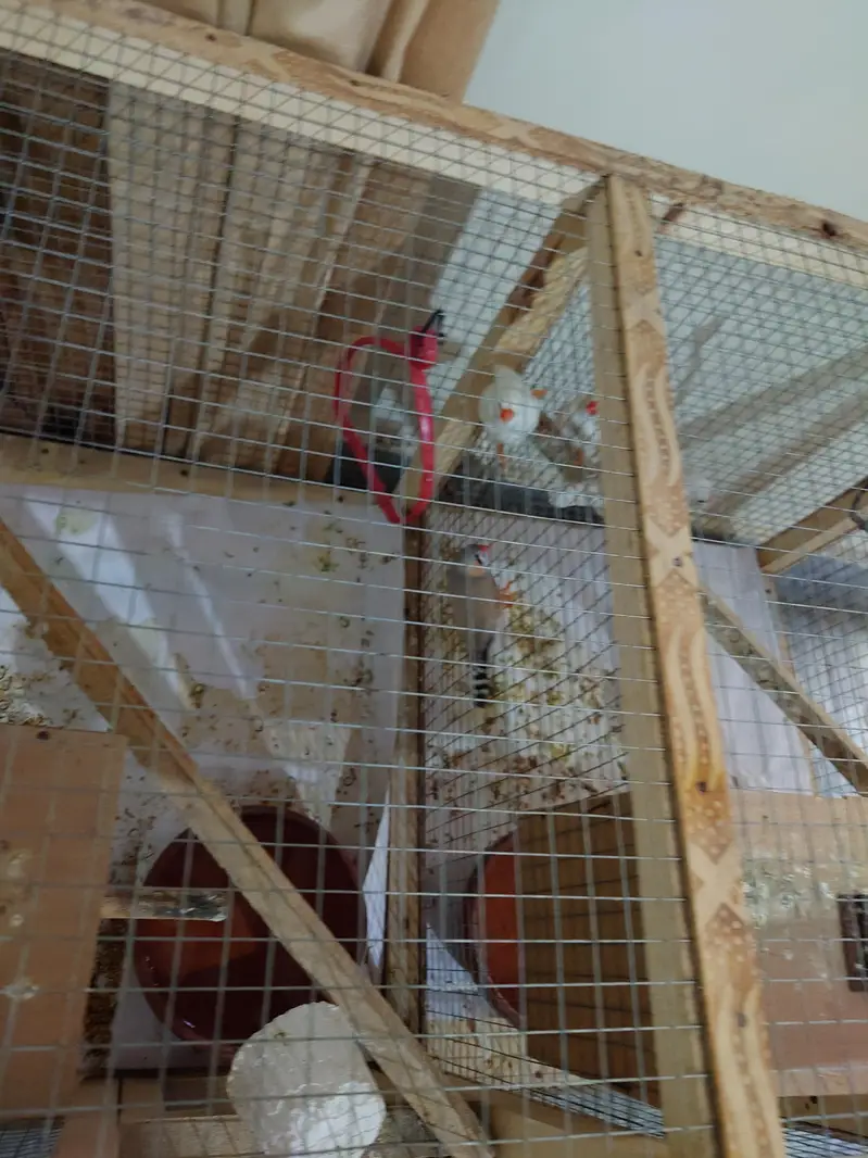 2 pair finches — photo 2