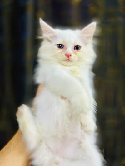 playful & healthy Persian cats