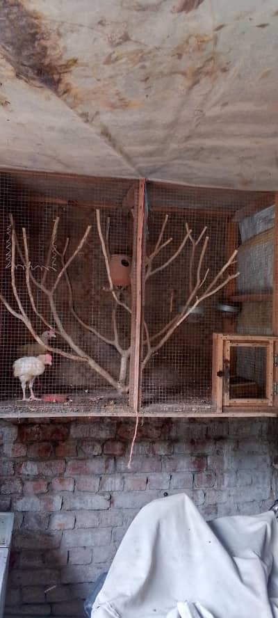 bird cage wooden big sais