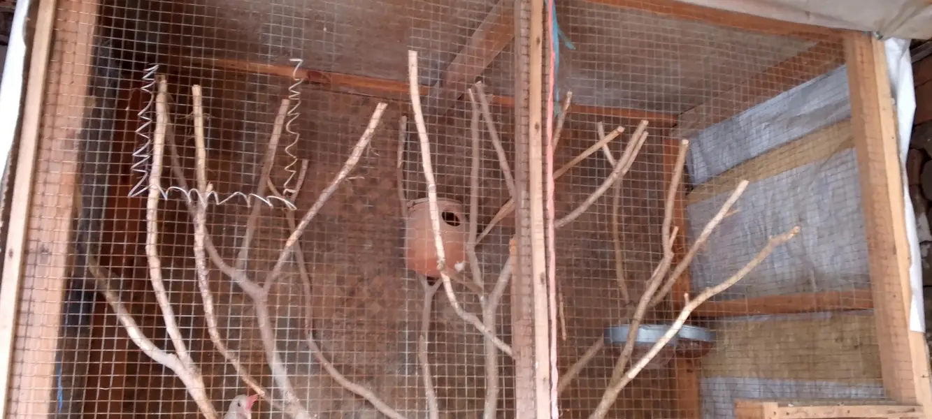 bird cage wooden big sais — photo 2