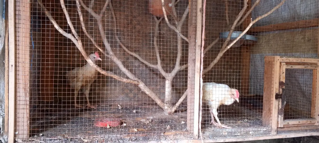 bird cage wooden big sais — photo 3