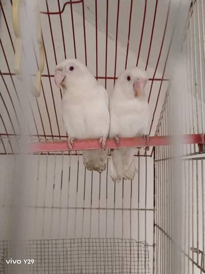 Albino red Eye