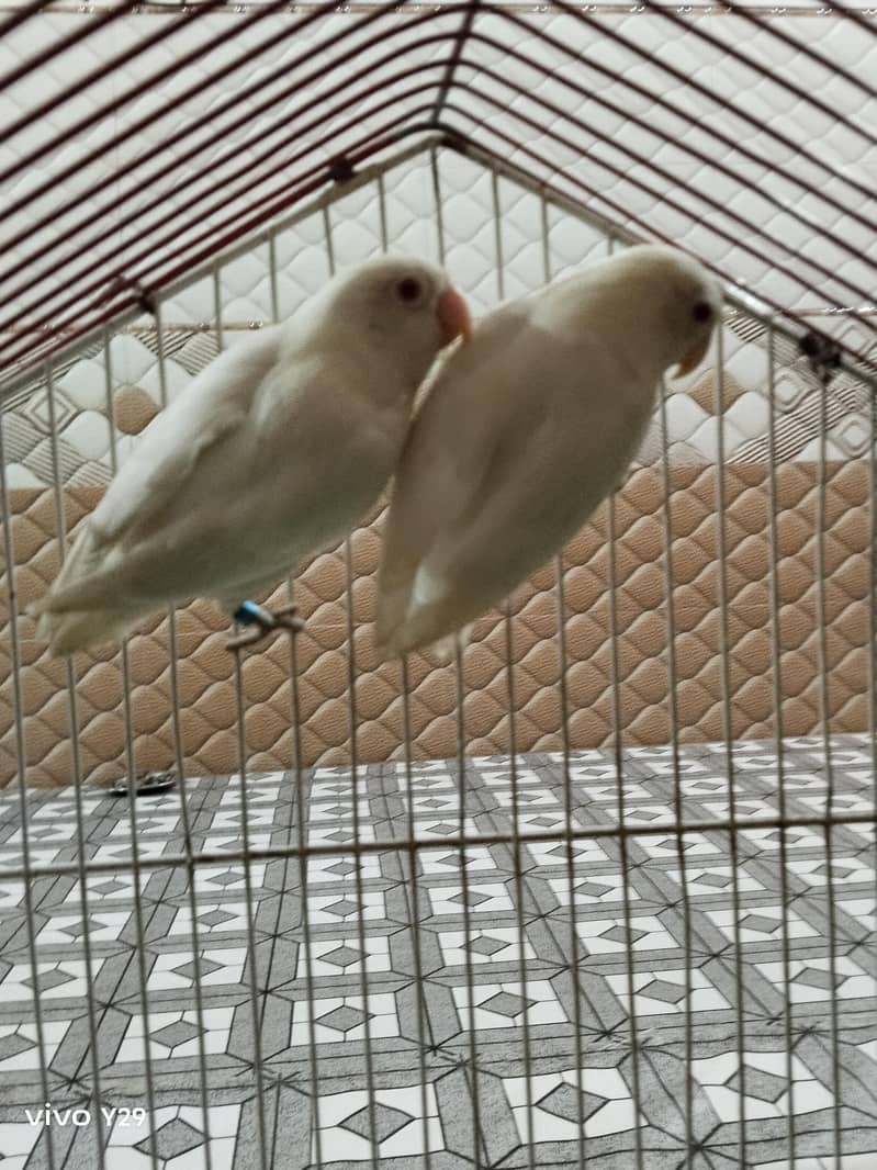 Albino red Eye 1