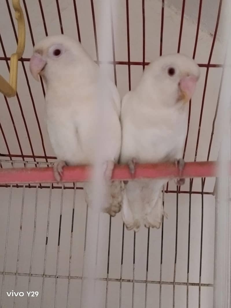 Albino red Eye 2
