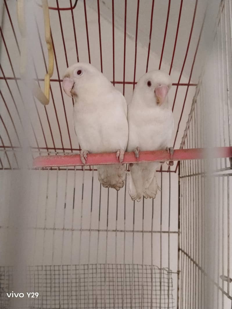 Albino red Eye 3